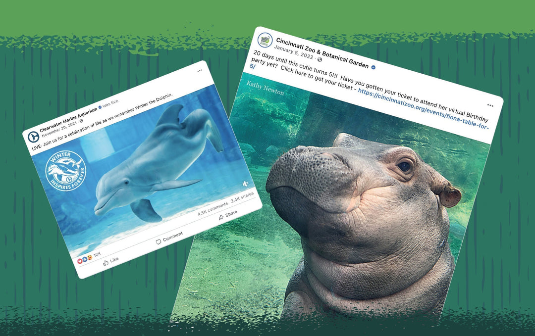 Social media posts of Fiona the Hippo from Cincinnati Zoo and Winter the Dolphin from Clearwater Marine Aquarium