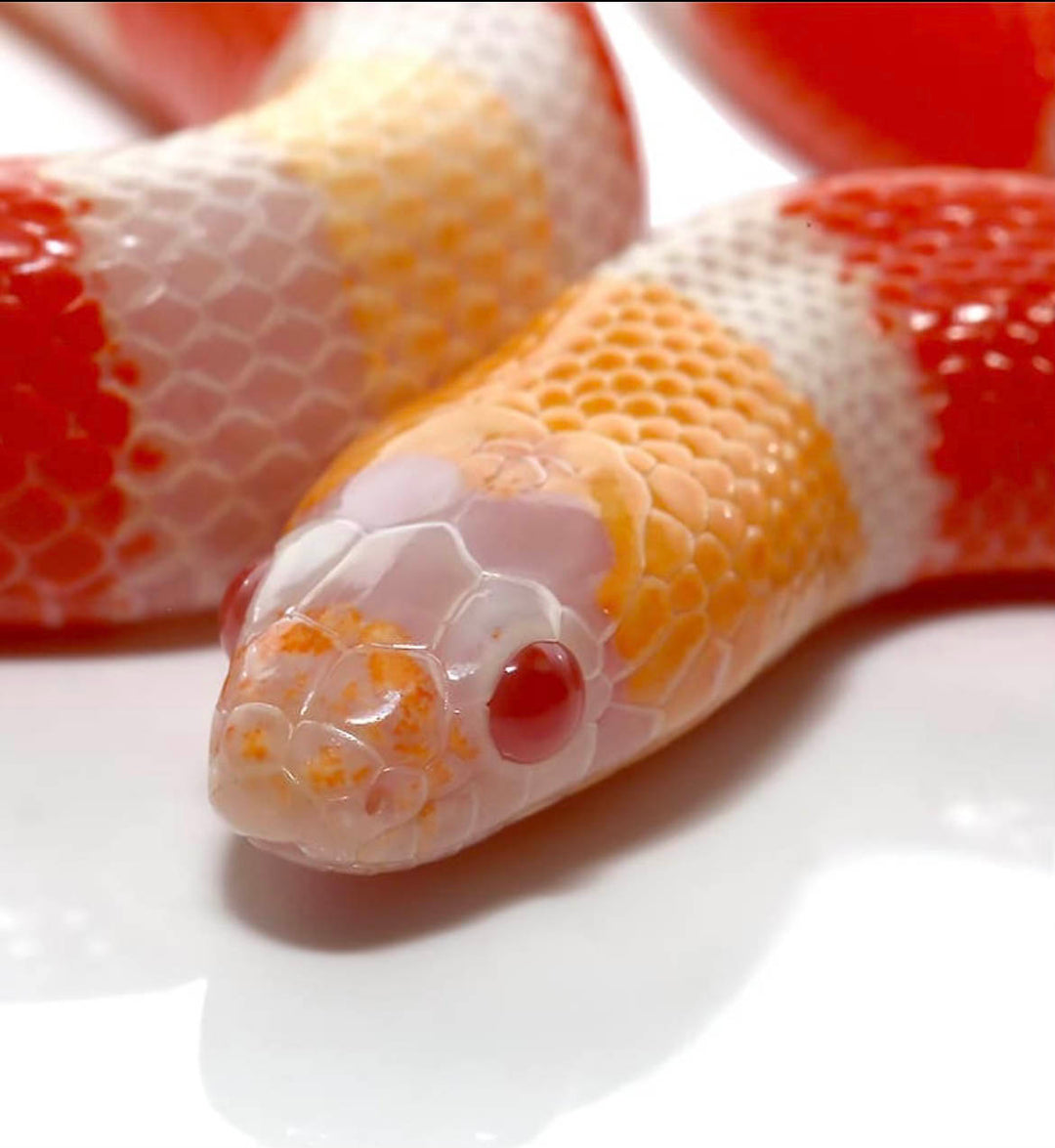 Sunny the Albino Pueblan Milksnake